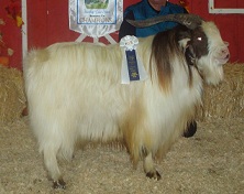 FOF Key Largo